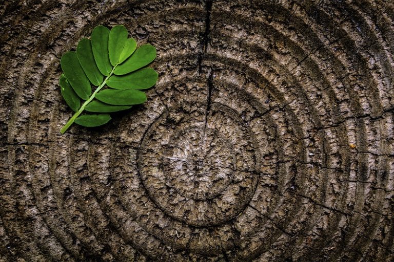 suelos y pinturas que respetan el medio ambiente